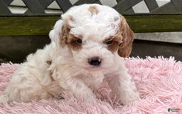 Cavapoo dogs for sale: Bianca - Image 9
