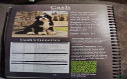Mini Bernedoodle dogs for sale: Bentley - Image 10