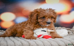 Cavapoo dogs for sale: Phoebe - Image 14