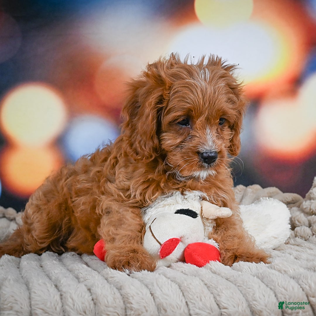 Cavapoo dogs for sale: Phoebe - Image 14