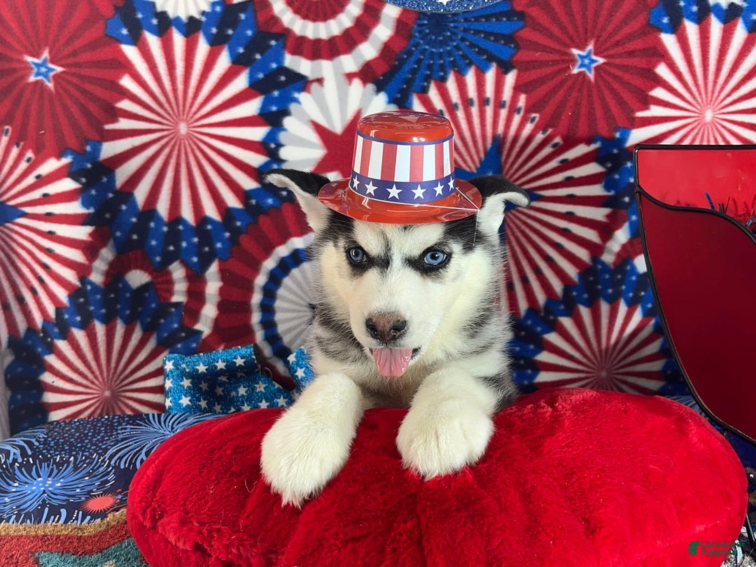 Siberian Husky dogs for sale: zeus - Image 3