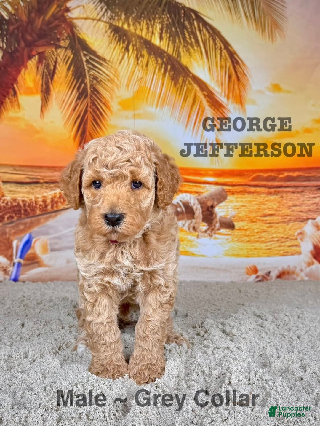 Standard Poodle dogs for sale: George Jefferson - Image 9