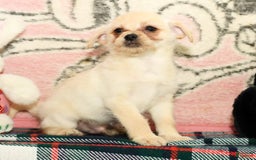 Chihuahua dogs for sale: Chip - Image 3