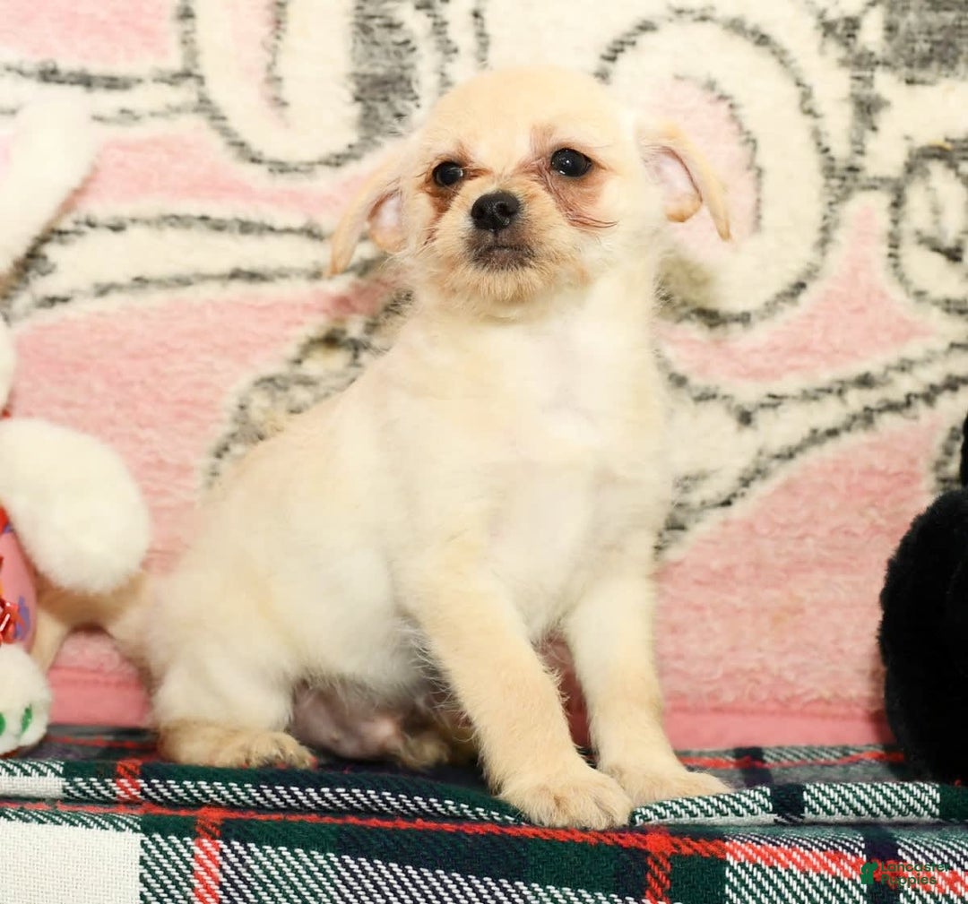 Chihuahua dogs for sale: Chip - Image 3