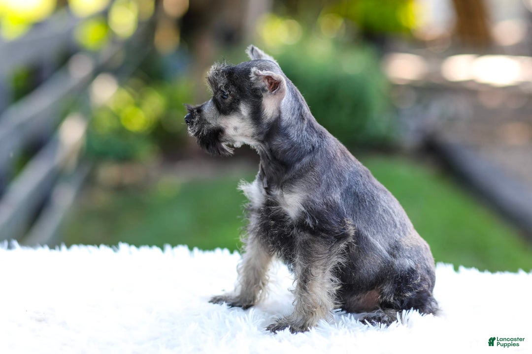Miniature Schnauzer dogs for sale: Austin - Image 10