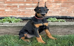 Doberman Pinscher dogs for sale: Solara - Image 4