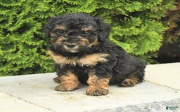 Miniature Poodle dogs for sale: Olive - Image 1