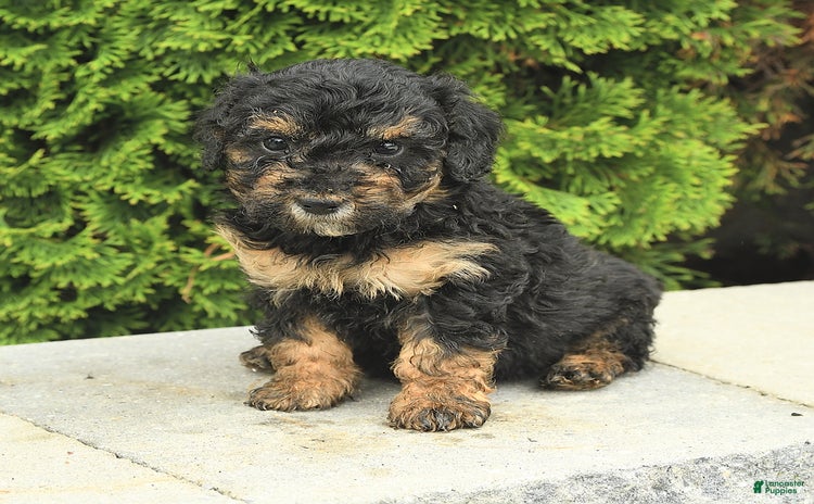 Miniature Poodle dogs for sale - Ad 3