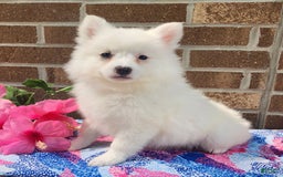 American Eskimo dogs for sale: Gloria - Image 1