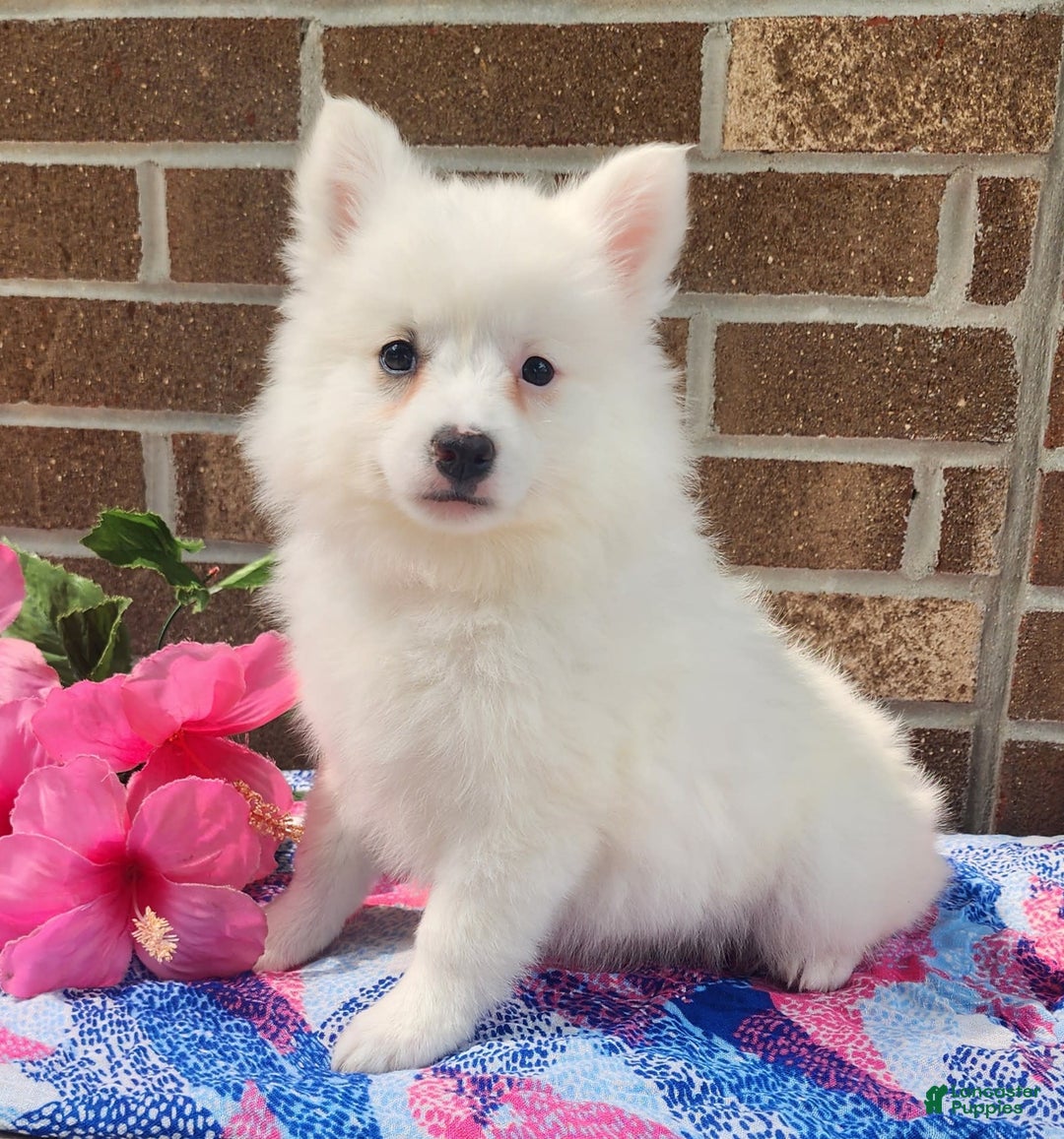 American Eskimo dogs for sale: Gloria - Image 1