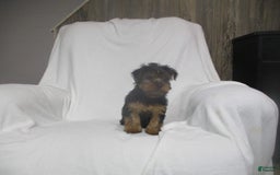 Yorkshire Terrier dogs for sale: Buddy - Image 4