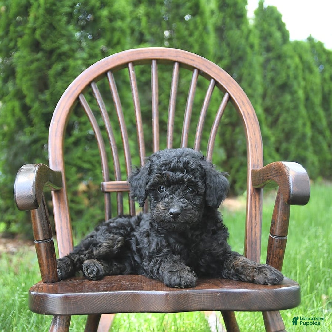 Miniature Poodle dogs for sale: Tia Extra Small - Image 2