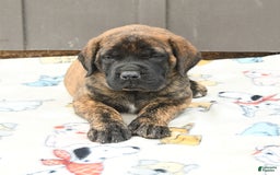 English Mastiff dogs for sale: Kayla - Image 5