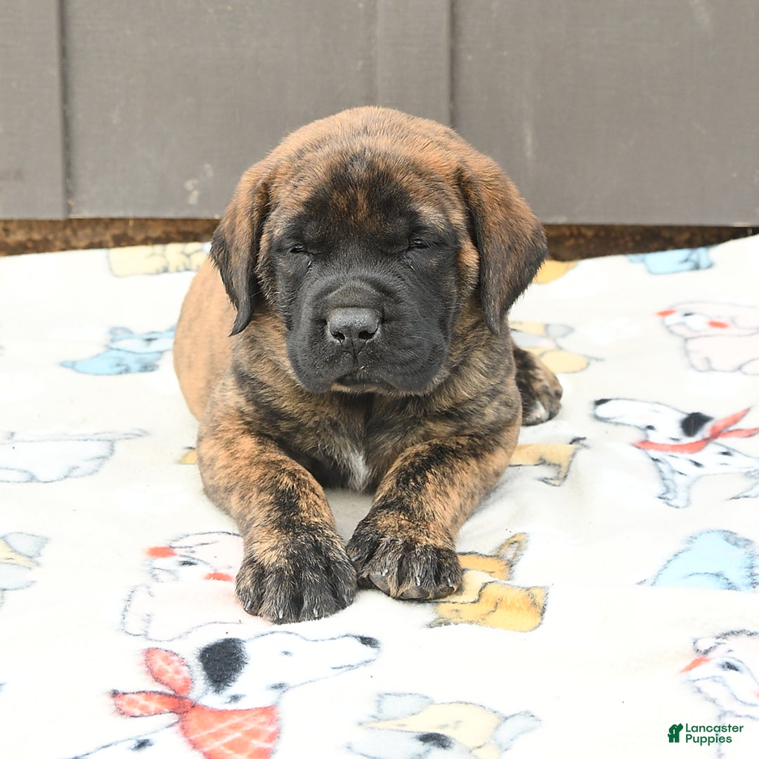 English Mastiff dogs for sale: Kayla - Image 5
