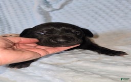 Great Dane dogs for sale: Storm - Image 10