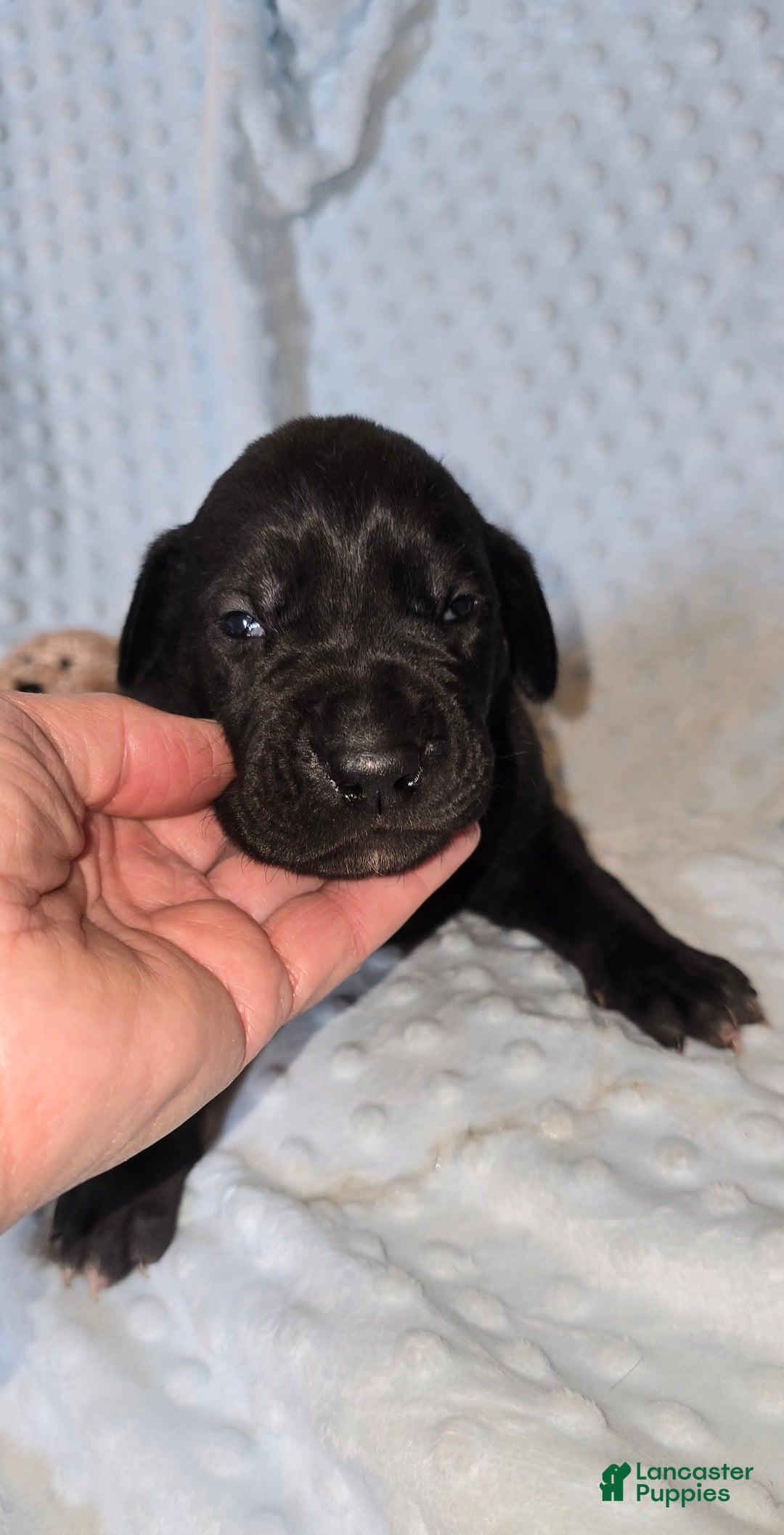 Great Dane dogs for sale: Storm - Image 10