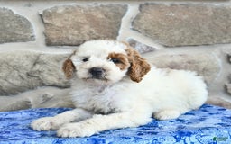 Goldendoodle dogs for sale: Sweetheart - Image 1