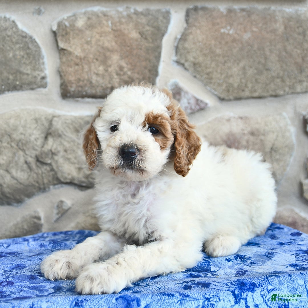 Goldendoodle dogs for sale: Sweetheart - Image 1