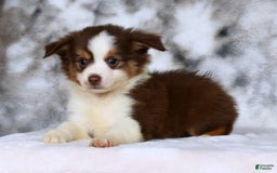  dogs for sale: Biscuit - Image 6