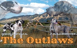 Great Dane dogs for sale: Sally Akc Harlequin - Image 14