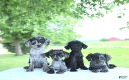 Toy Poodle dogs for sale: Shadow - Image 1