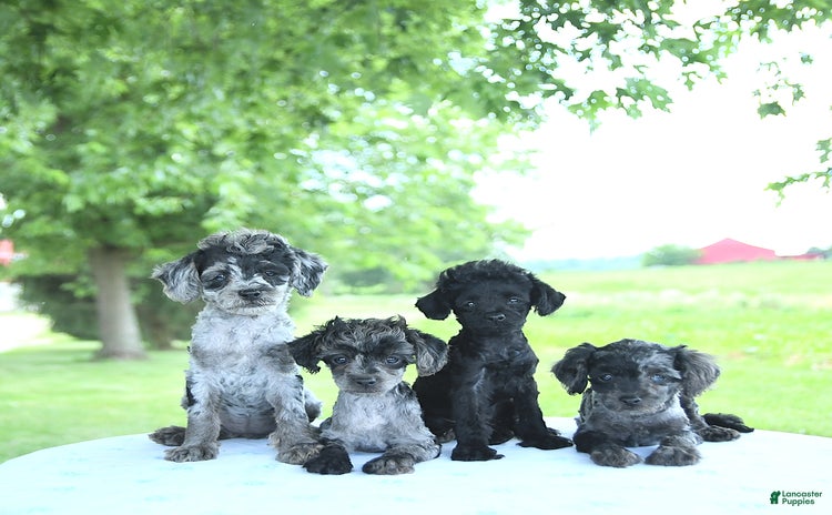 Toy Poodle dogs for sale - Ad 1