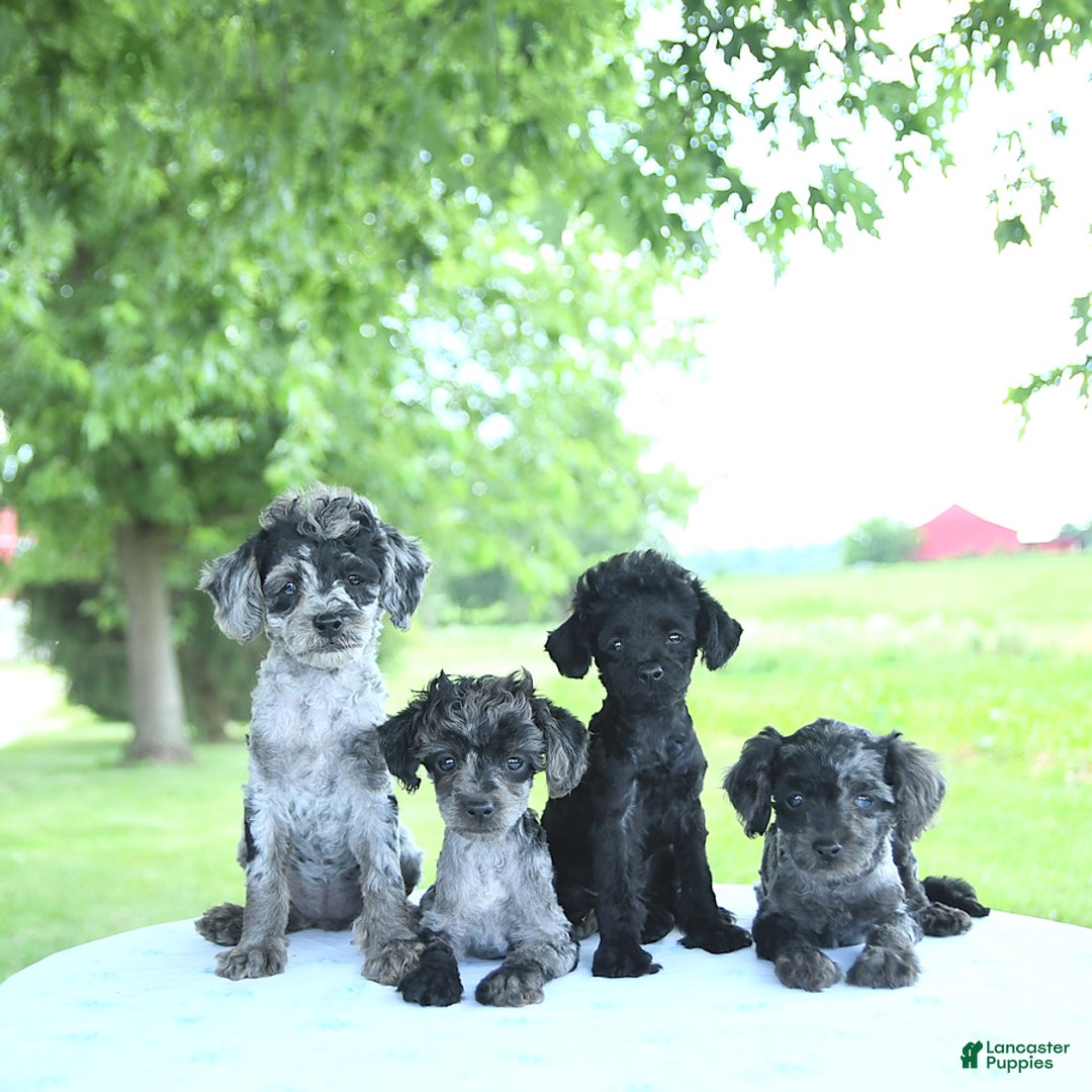 Toy Poodle dogs for sale: Shadow - Image 1