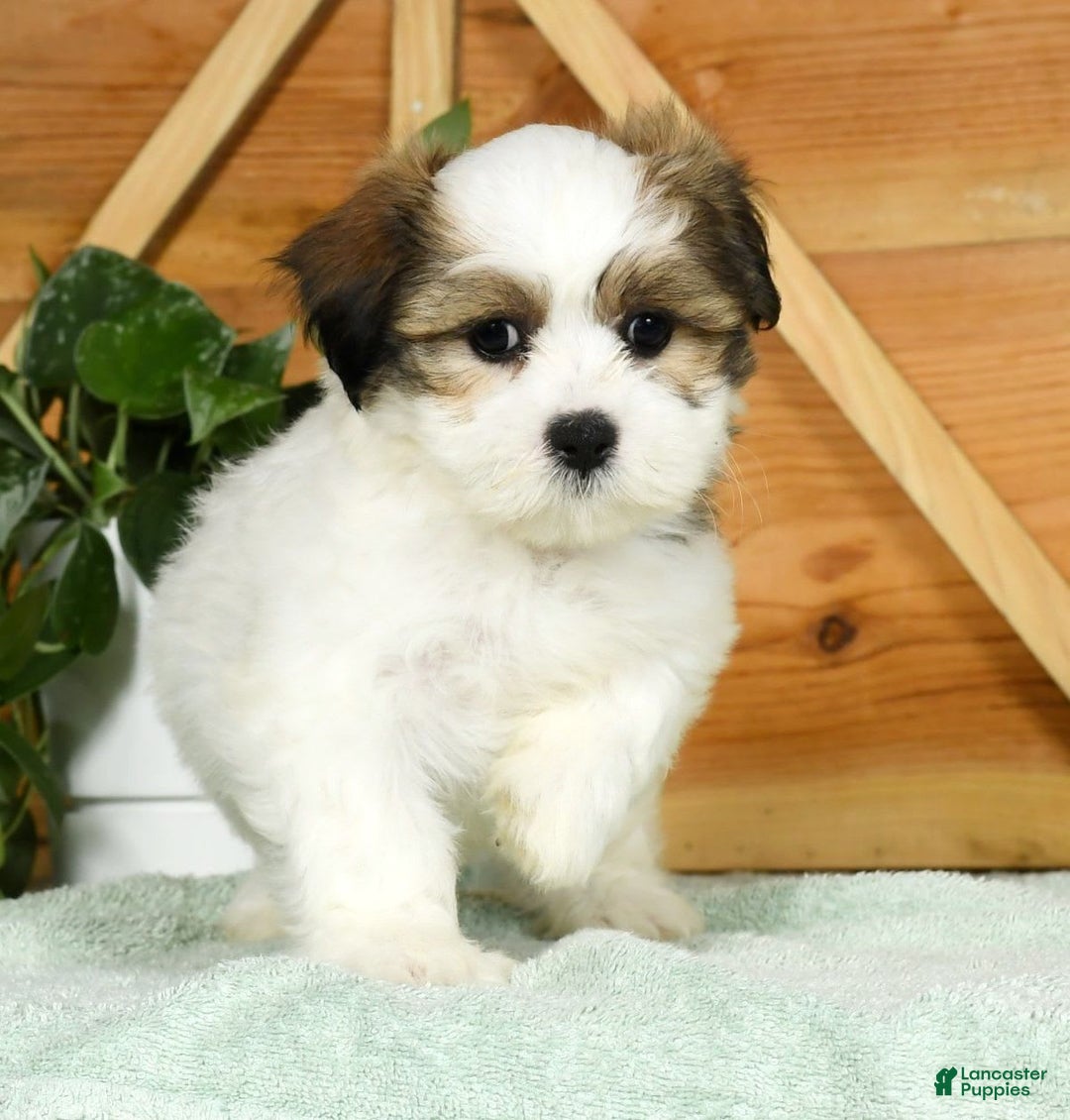 Teddy Bear dogs for sale: Wednesday - Image 3