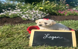 Yochon dogs for sale: Logan - Image 1