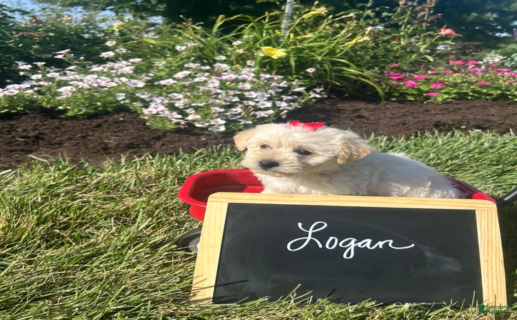 Yochon dogs for sale - Ad 4