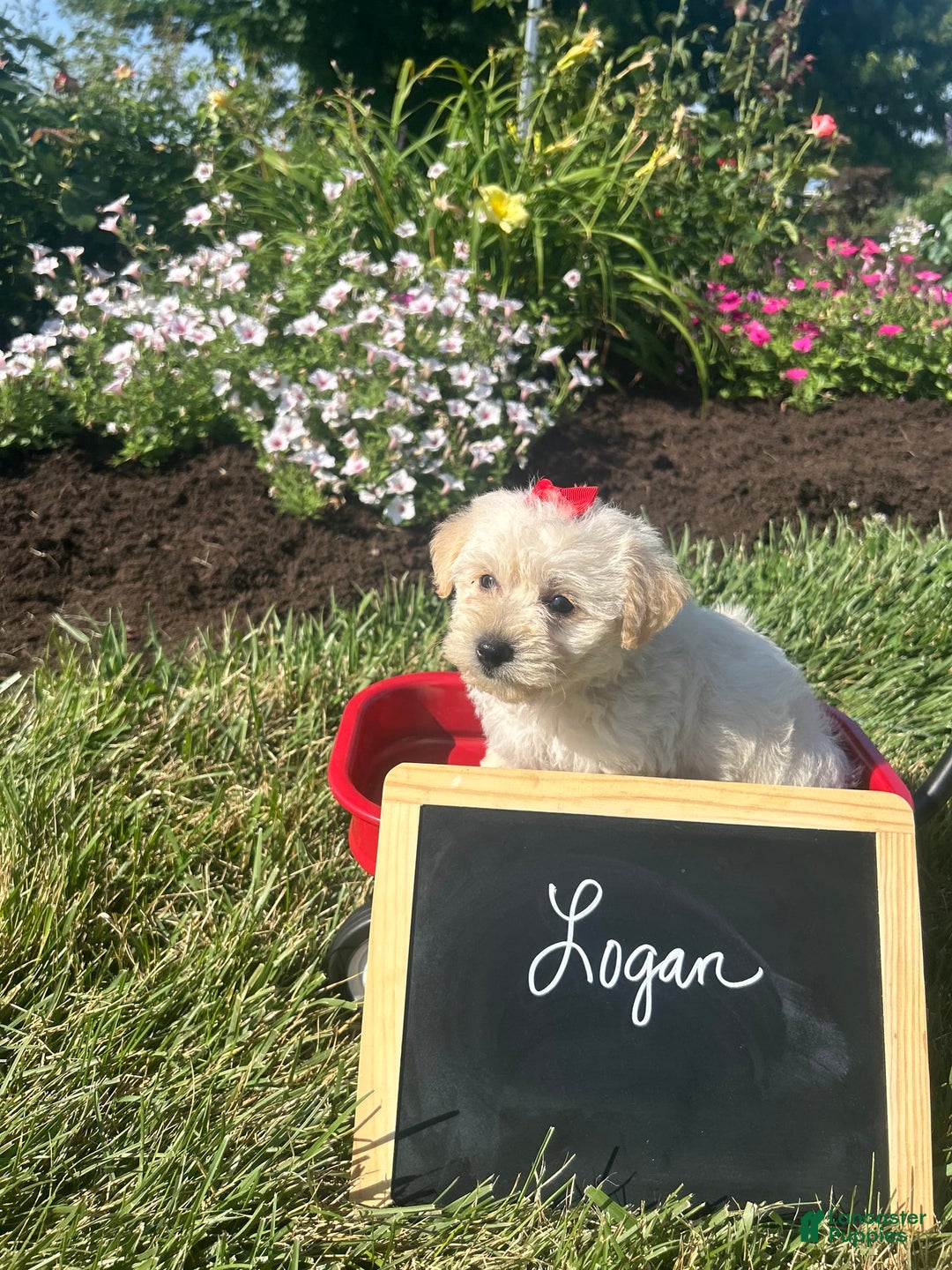 Yochon dogs for sale: Logan - Image 1