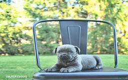 Cane Corso dogs for sale: Sapphire - Image 5