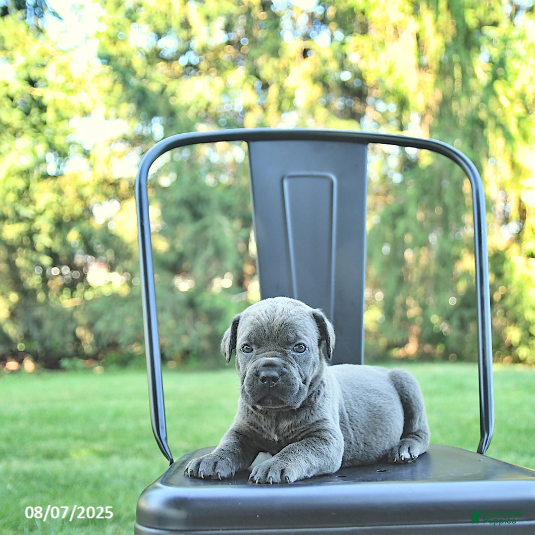 Cane Corso dogs for sale: Sapphire - Image 5