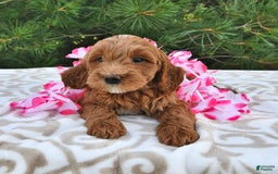 Mini Goldendoodle dogs for sale: Daisy - Image 22