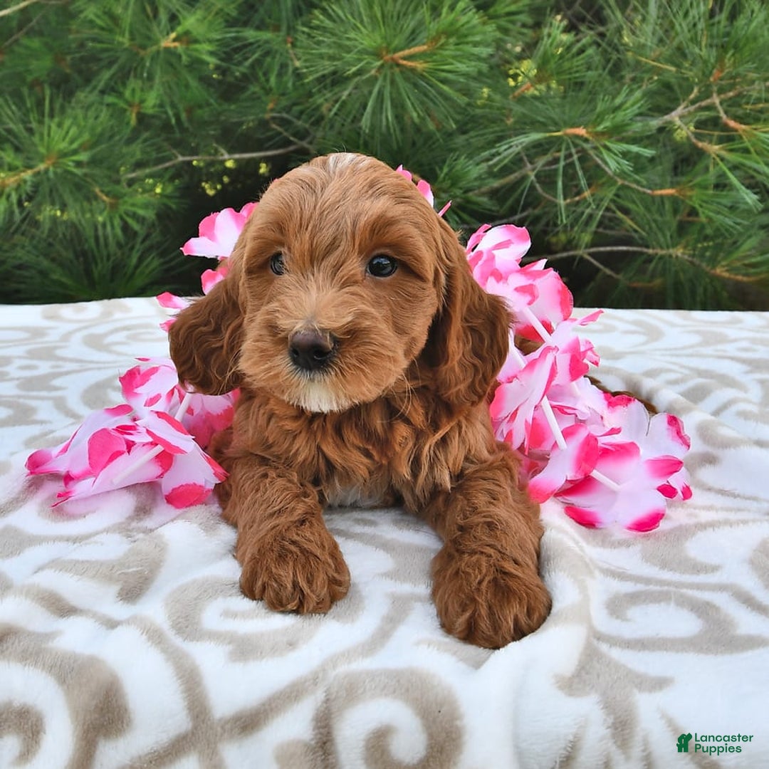 Mini Goldendoodle dogs for sale: Daisy - Image 22