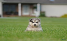 Gerberian Shepsky dogs for sale: Leo - Image 7