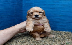 Cavapoo dogs for sale: Luke - Image 6