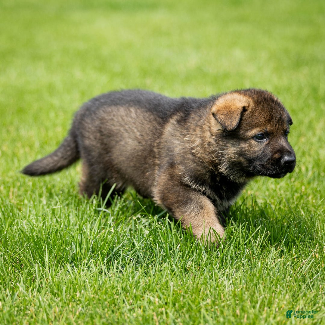 German Shepherd dogs for sale: Axel - Image 6