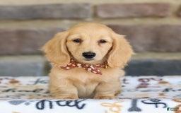 Miniature Dachshund dogs for sale: Tanner - Image 3
