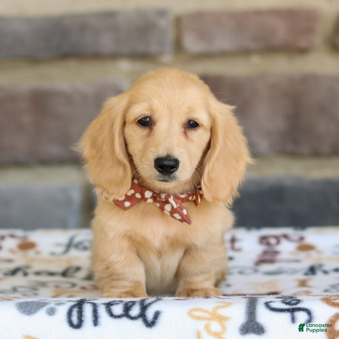 Miniature Dachshund dogs for sale: Tanner - Image 3