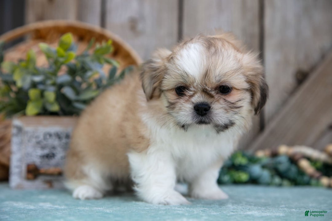 Shih Tzu dogs for sale: Cindy - Image 4