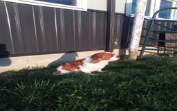 Cavalier King Charles Spaniel dogs for sale: Mindy - Image 7