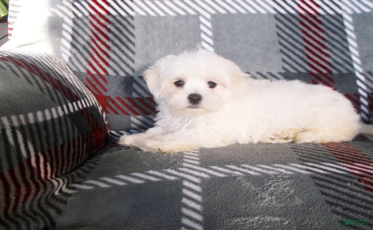 Maltese dogs for sale - Ad 3