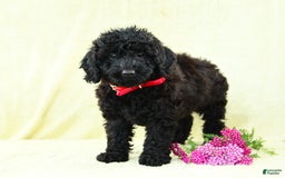 Cavapoo dogs for sale: Pepper - Image 2