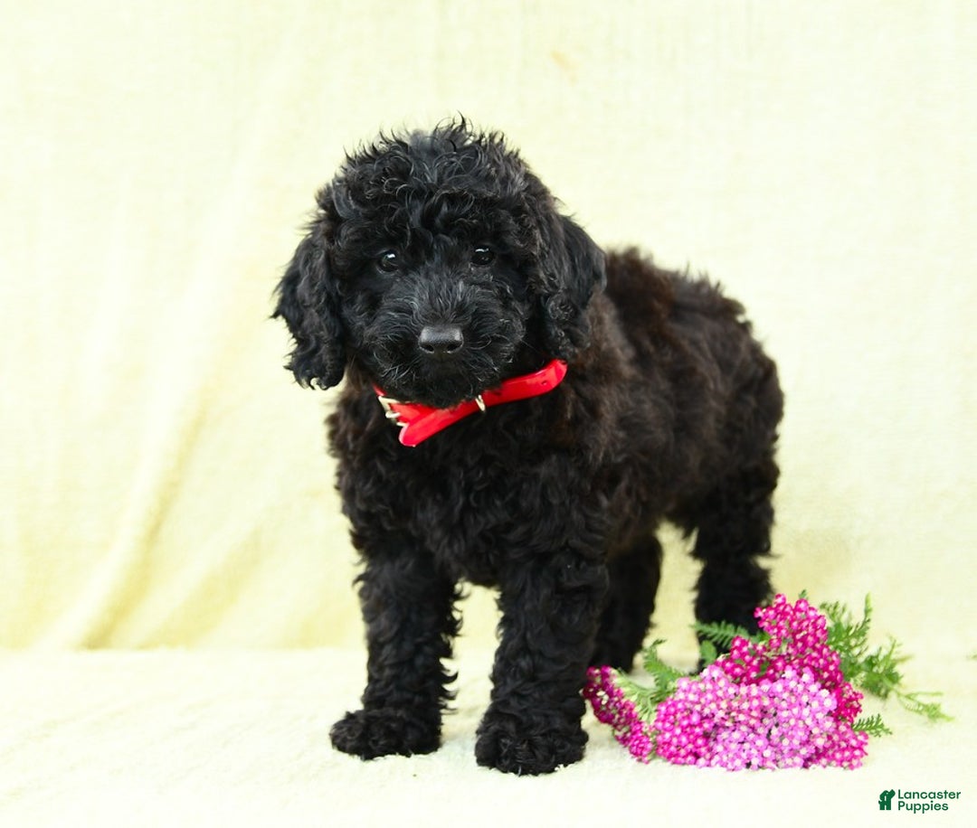 Cavapoo dogs for sale: Pepper - Image 2
