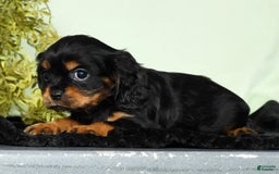Cavalier King Charles Spaniel dogs for sale: Teddy - Image 6
