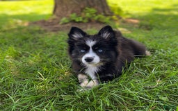 Pomsky dogs for sale: Nami - Image 19