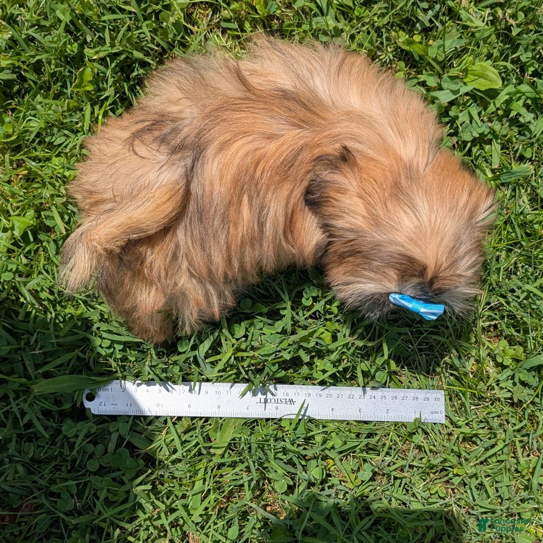Shih Tzu dogs for sale: Cinnamon Toast Crunch - Image 5