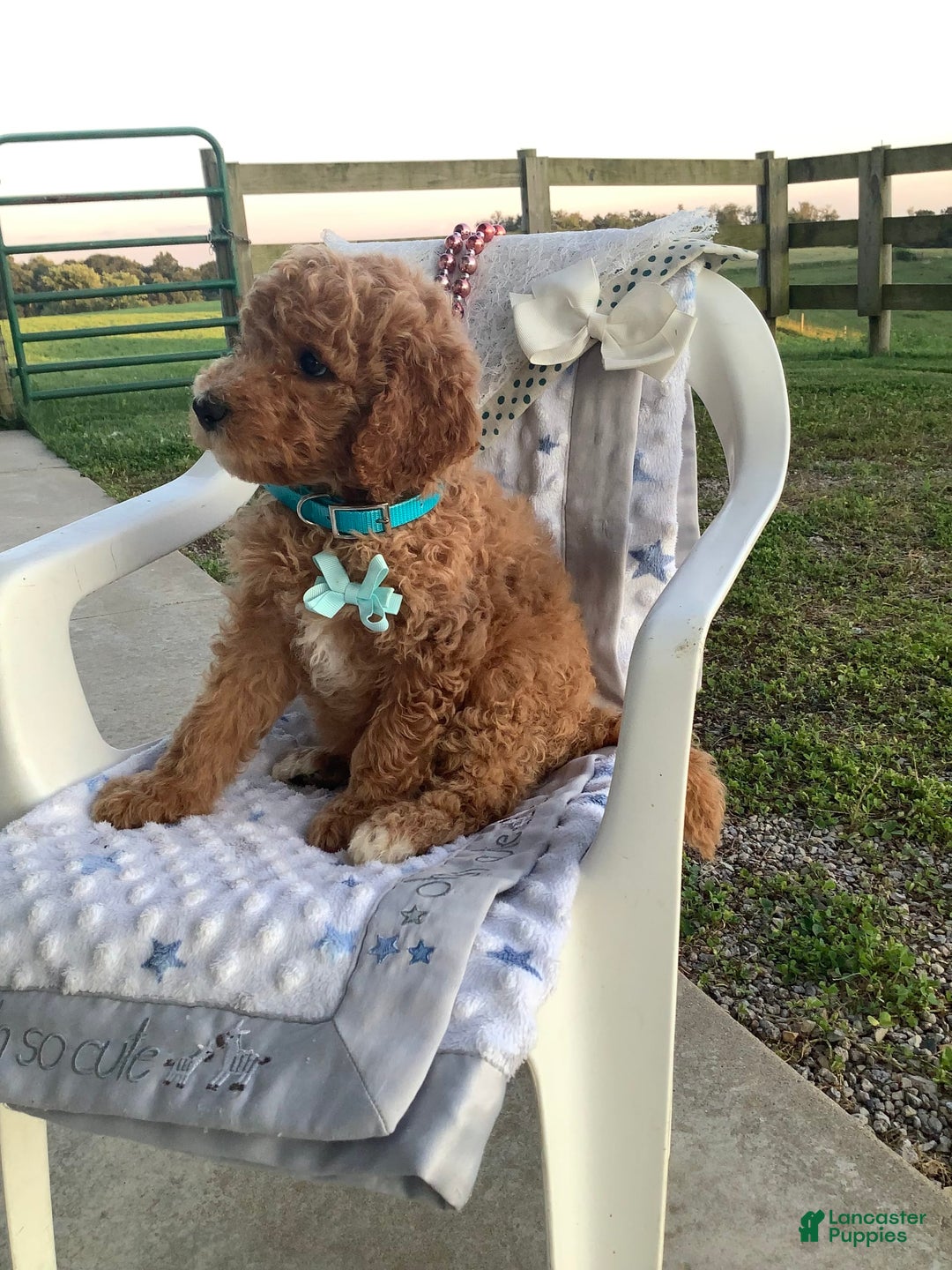 Goldendoodle dogs for sale: Kobe F2b - Image 19