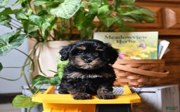 Havapoo dogs for sale: House Raised Sparkles - Image 11